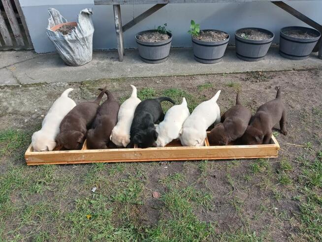 Labradorki