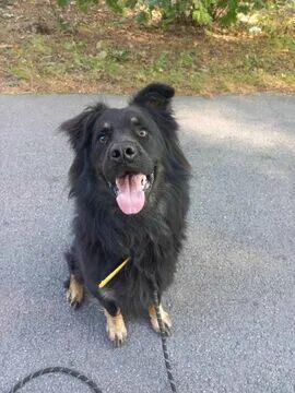 Wirus ok 3 let.wyjątkowy piesek w typ.owczarka Kaspian Sa.