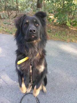 Wirus ok 3 let.wyjątkowy piesek w typ.owczarka Kaspian Sa.