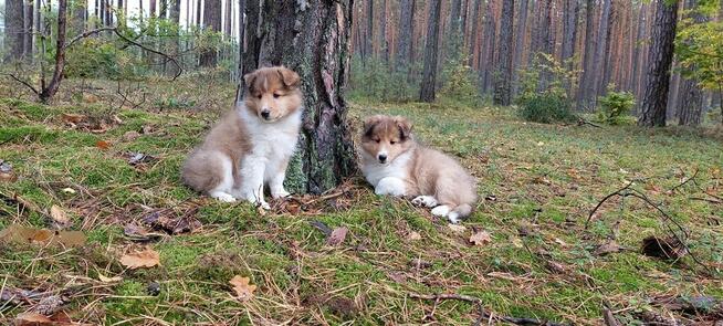 Owczarek szetlandzki szczenięta z rodowodem ZKwP