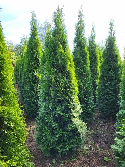 Tuje szmaragd 240cm, Gwarancja satysfakcji