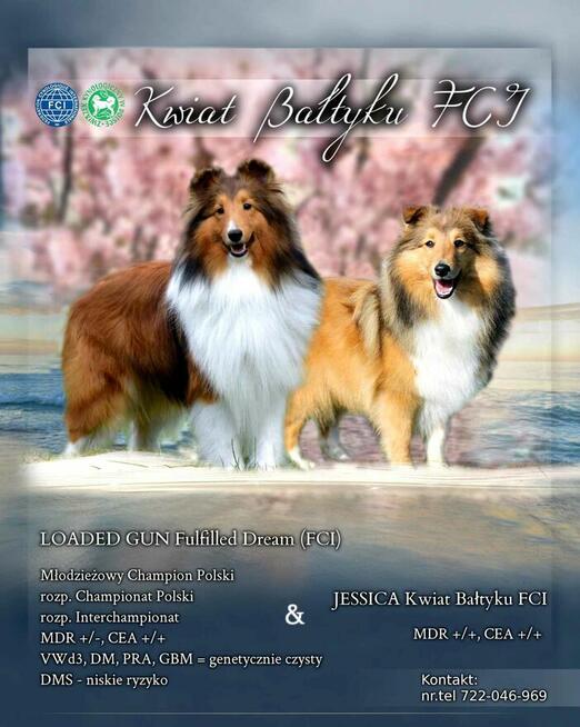 Owczarek szetlandzki szczenięta z rodowodem ZKwP