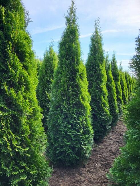 Tuje szmaragd 240cm, Gwarancja satysfakcji