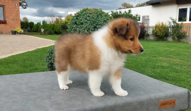 Owczarek szetlandzki szczenięta z rodowodem ZKwP