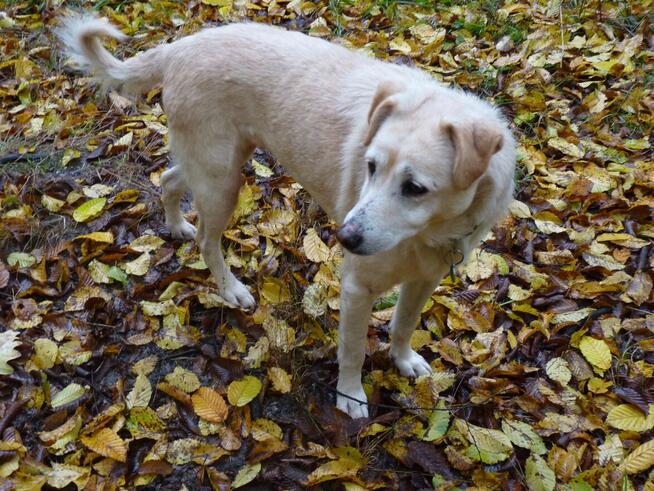 Starsza KAROLCIA czeka - na uśmiech losu- nowy dom