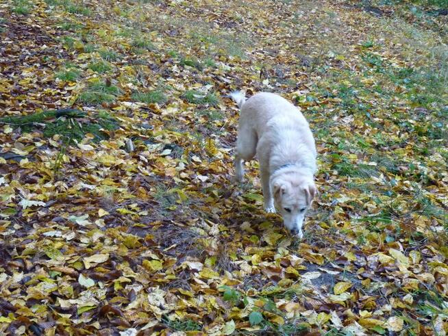 Starsza KAROLCIA czeka - na uśmiech losu- nowy dom