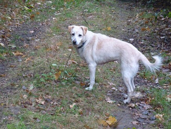 Starsza KAROLCIA czeka - na uśmiech losu- nowy dom