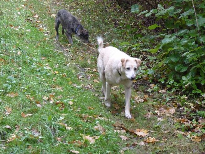 Starsza KAROLCIA czeka - na uśmiech losu- nowy dom