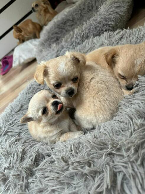 Sprzedam szczeniaczki chihuahuały długowłose