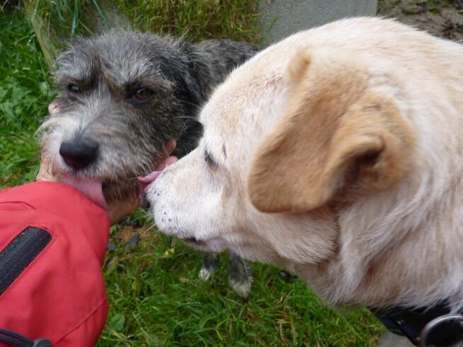 Starsza KAROLCIA czeka - na uśmiech losu- nowy dom