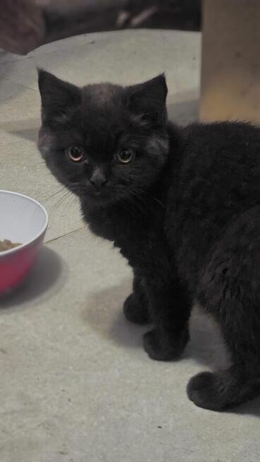 Koty niebieskie/brytyjskie /szkockie zwislouche