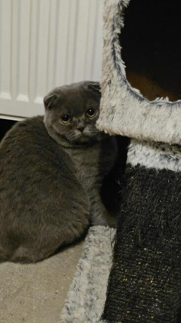 Koty niebieskie/brytyjskie /szkockie zwislouche