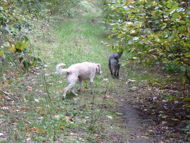 Starsza KAROLCIA czeka - na uśmiech losu- nowy dom