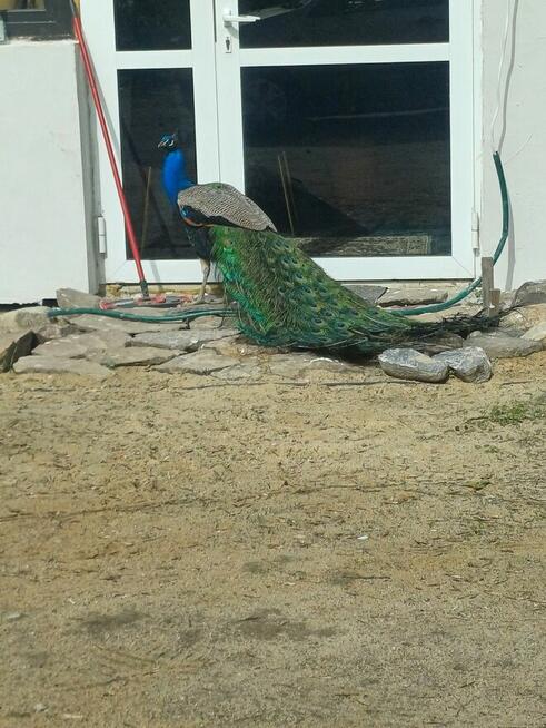 Zbiórka dla naszych zwierzaków