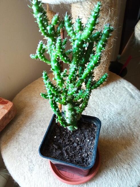 Aloesy kolekcjonerskie i ...