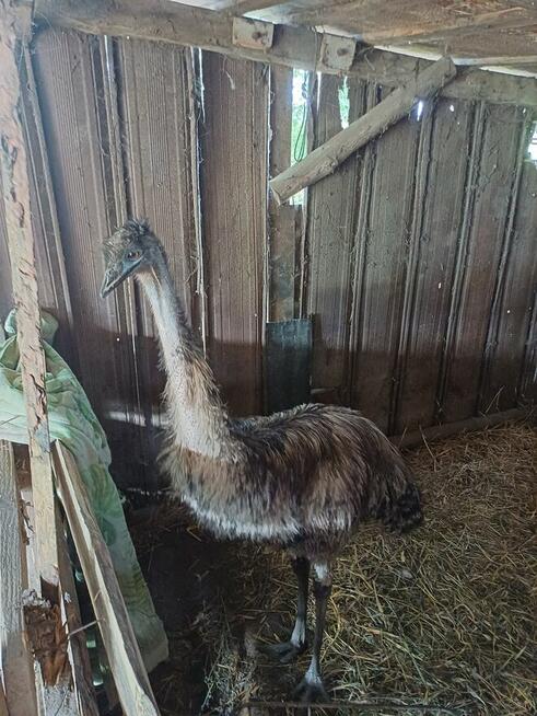 Zbiórka dla naszych zwierzaków