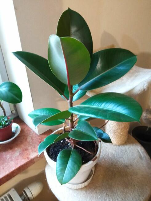 Aloesy kolekcjonerskie i ...