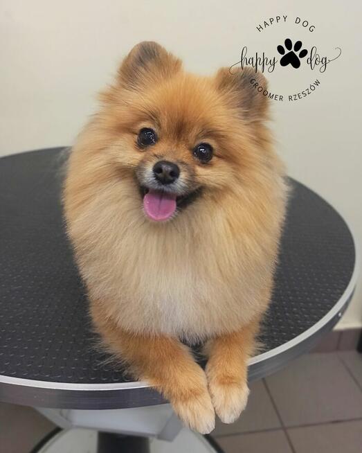 Psi fryzjer - Koci fryzjer - Happy Dog Groomer Rzeszów