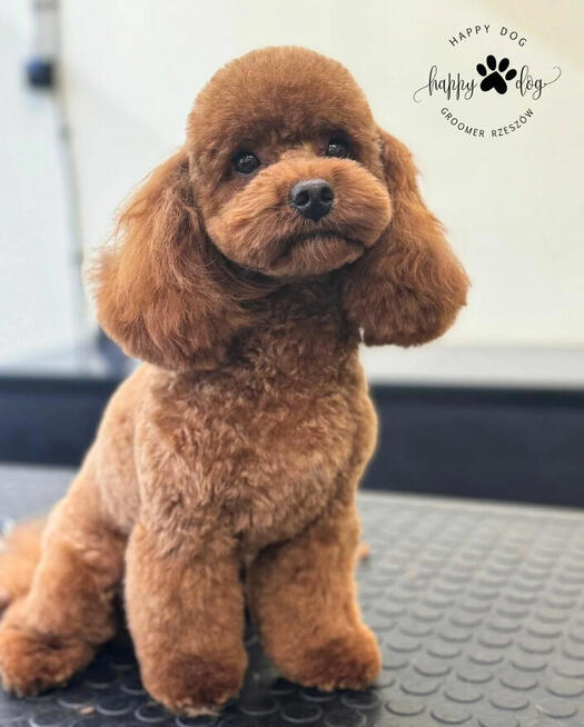 Psi fryzjer - Koci fryzjer - Happy Dog Groomer Rzeszów