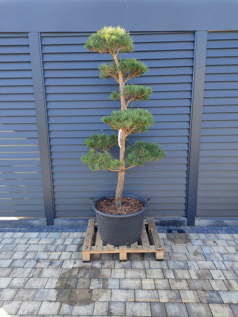 Sosna formowana Nr. 9 NIWAKI, BONSAI OGRODOWE, Topiary