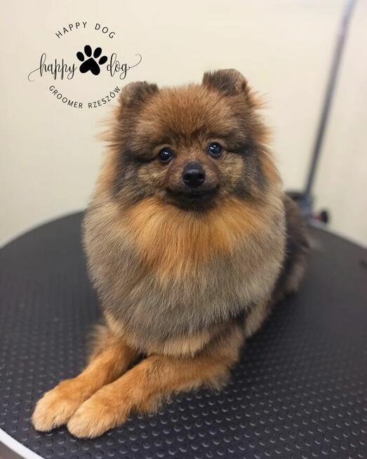 Psi fryzjer - Koci fryzjer - Happy Dog Groomer Rzeszów