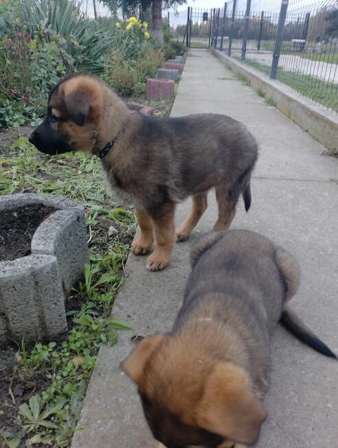 Owczarki niemieckie krótkowłose