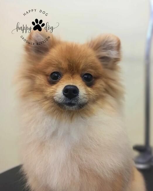 Psi fryzjer - Koci fryzjer - Happy Dog Groomer Rzeszów