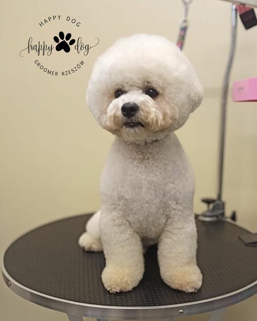 Psi fryzjer - Koci fryzjer - Happy Dog Groomer Rzeszów