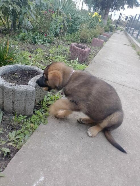 Owczarki niemieckie krótkowłose
