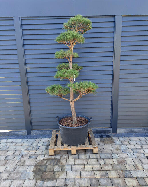 Sosna formowana Nr. 9 NIWAKI, BONSAI OGRODOWE, Topiary