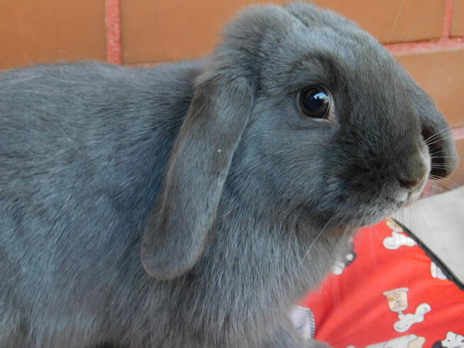 Niebieskie samiczki mini lop