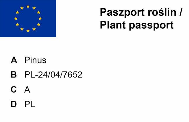 Sosna formowana Nr. 9 NIWAKI, BONSAI OGRODOWE, Topiary