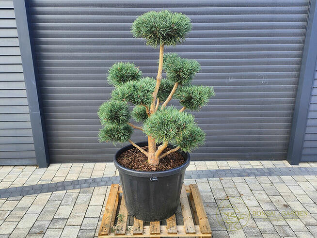 Sosna pospolita 062, Bonsai ogrodowe, Niwaki, Topiary