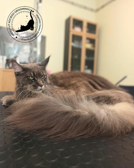 Psi fryzjer - Koci fryzjer - Happy Dog Groomer Rzeszów