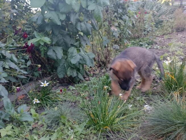 Owczarki niemieckie krótkowłose