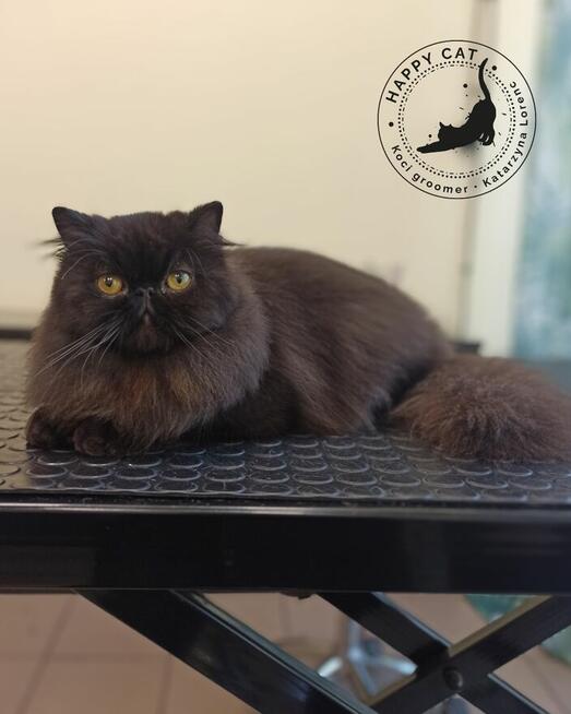 Psi fryzjer - Koci fryzjer - Happy Dog Groomer Rzeszów