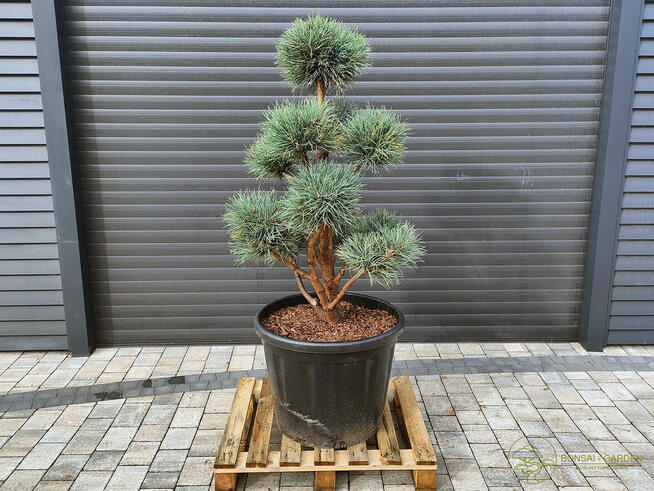 Sosna formowana Watereri 074 NIWAKI, BONSAI OGRODOWE Topiary