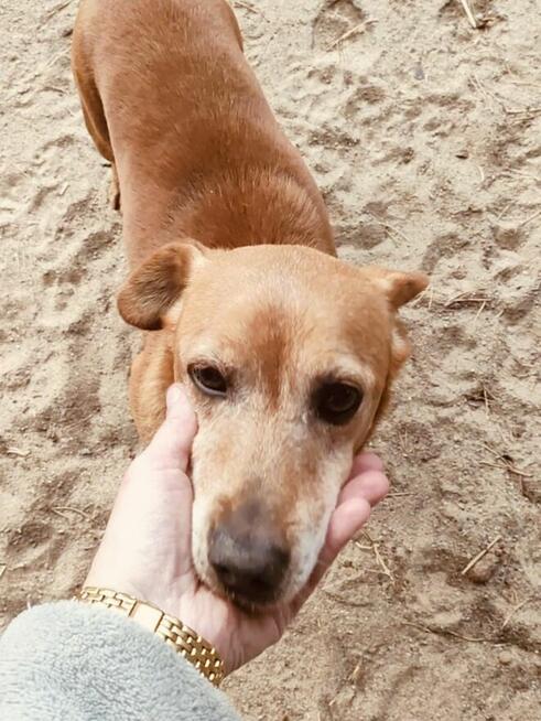 Alarm!!Fadi ok 4/5 let w typ.blaga o dom wywózka do schronu