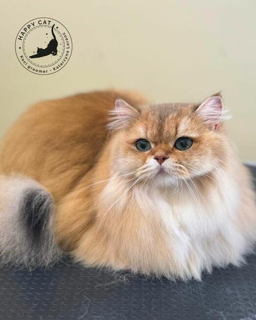 Psi fryzjer - Koci fryzjer - Happy Dog Groomer Rzeszów