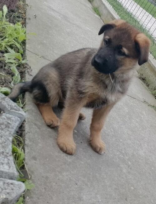 Owczarki niemieckie krótkowłose