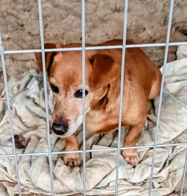 Alarm!!Fadi ok 4/5 let w typ.blaga o dom wywózka do schronu