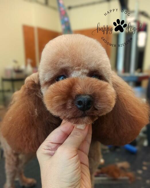 Psi fryzjer - Koci fryzjer - Happy Dog Groomer Rzeszów