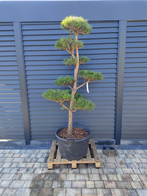 Sosna formowana Nr. 9 NIWAKI, BONSAI OGRODOWE, Topiary