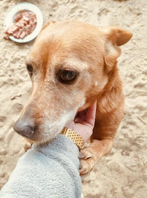 Alarm!!Fadi ok 4/5 let w typ.blaga o dom wywózka do schronu