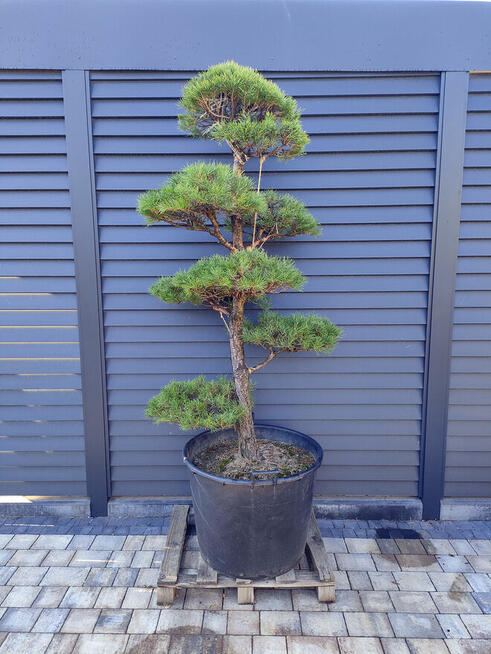 Sosna formowana Nr. 10 NIWAKI, BONSAI OGRODOWE, Topiary