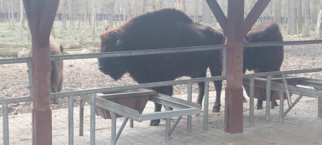 UKRAINKĘ do ZWIĄZKU - POZNAM