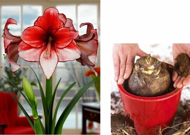 cebule Hippeastrum