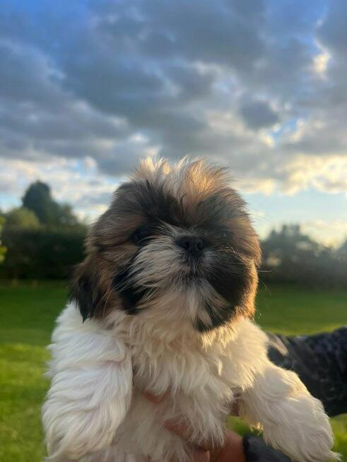 Shih tzu