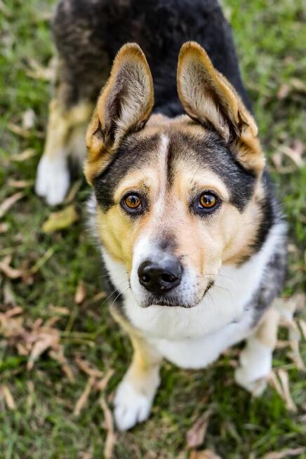 Dracula-niskopodłogowy psiak do adopcji