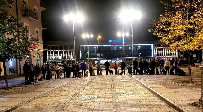 Szkolenie psów Kielce www.szkoleniepsowkielce.eu